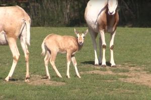 Issu d'une espèce éteinte, un petit oryx est né à Planète Sauvage