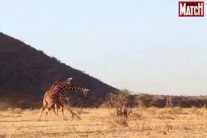 Kenya : Les girafes victimes de la sécheresse