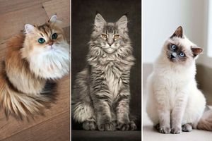 Les 50 plus beaux chats du monde en photos