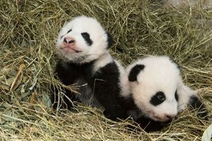 Les jumeaux pandas ont la vie douce