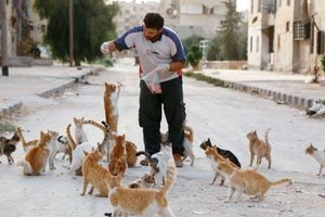 Malgré la guerre, un homme reste à Alep pour nourrir les chats