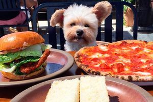 Nouvelle star d'Instagram : Popeye, le chien (très) gourmand
