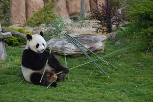 Huan Huan, la femelle panda du zoo de Beauval.