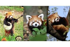 16 charmants pandas roux repérés sur Pinterest