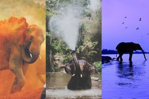 16 éléphants majestueux repérés sur Pinterest