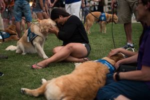 A Orlando, des chiens pour consoler après l'attentat