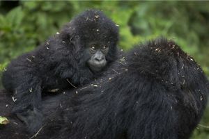 Au Rwanda, un rituel pour les gorilles 