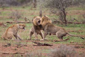 Dérangé en plein accouplement, le lion attaque