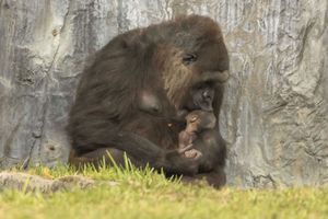 Instant de tendresse entre une femelle gorille et son petit