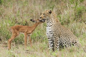 L'étrange amitié du léopard et de l'impala