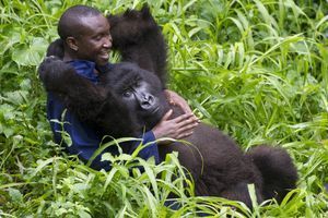 La belle complicité des gorilles et leurs gardiens