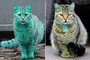 Le chat plus si vert de Varna