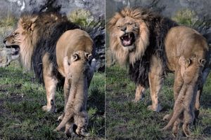 Le lionceau insolent... et la colère du père