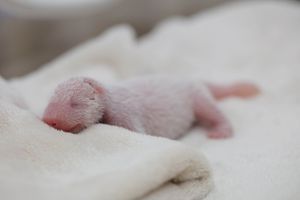 Le premier bébé panda de l'année est né
