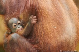 Le zoo de la Palmyre accueille deux bébés orangs-outans