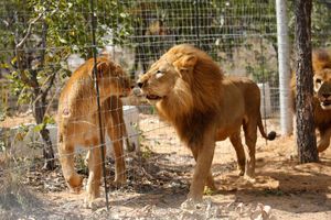 Les lions sauvés sont arrivés en Afrique du Sud