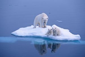 Les ours polaires, espèce menacée
