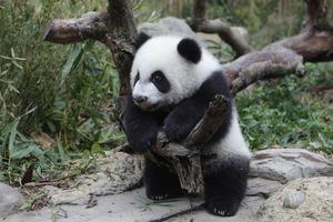 Les pandas triplés ont bien grandi