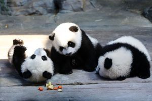 Les pandas triplés réunis avec leur mère