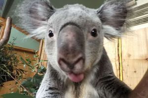 Les selfies des animaux du zoo d'Edimbourg