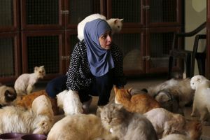 Maysoon prend soin des chats d'Amman