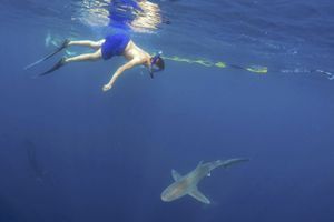Nager avec les requins