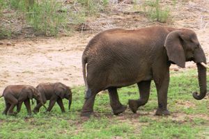 Naissance rarissime d'éléphanteaux jumeaux