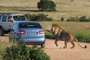 Quand le lion défie une voiture
