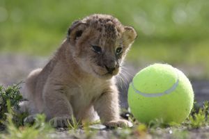 Quand quatre lionceaux s'essaient au tennis...