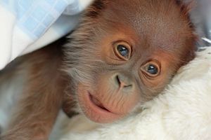 Reike, l'orang-outan abandonné par sa mère