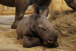 Shango, le petit rhinocéros d'Amnéville