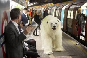 Un ours polaire... dans le métro londonien