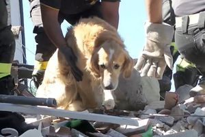 Romeo, le chien miraculé sauvé 10 jours après le séisme