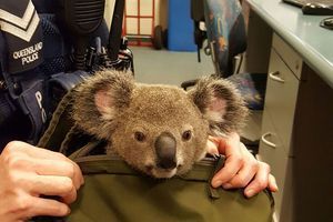 Le petit Koala est resté très calme
