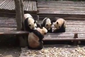 Bataille chez les pandas