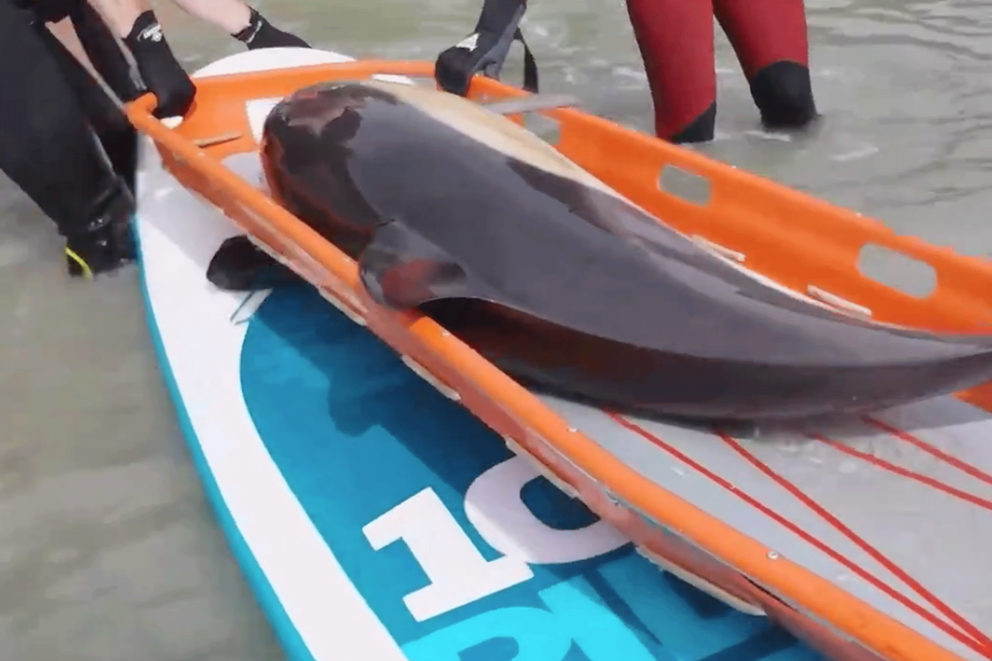En Bretagne, un dauphin sauvé de la mort