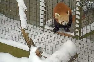 Les pandas roux du zoo de New York ont apprécié la neige