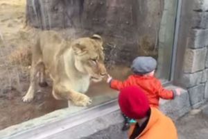 Partie de "jeu" pour une lionne et une fillette au zoo