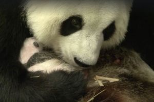 Vidéo: le bébé panda de Brugelette a bien grandi !