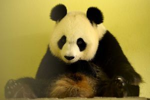 Le panda Huan Huan, le 26 juillet. 