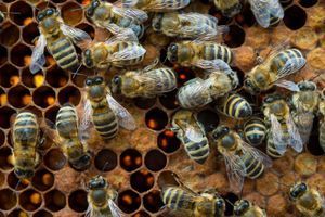 En 2016, les récoltes de miel sont en baisse de 60 à 80% selon les régions