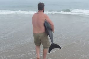 Il sauve un dauphin et devient le nouveau héros du web