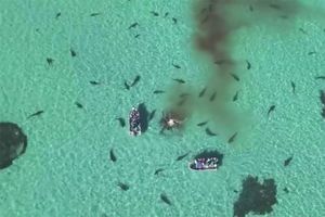 Le banquet de 70 requins-tigres fascine les internautes