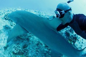En février 2014, à Bora Bora, un an et demi après sa plongée catastrophique. Membre de l’ONG écolo Sea Shepherd Conservation Society, il s’attaque, pour rire, à un mets très apprécié en Chine, l’aileron de requin, pour dénoncer, très sérieusement, le massacre de 100 millions de squales chaque année. 