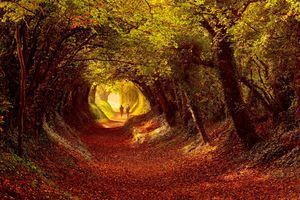 Les cinq plus belles promenades d'automne
