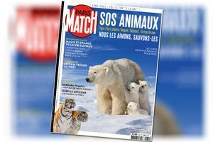 En couverture de notre hors-série « SOS Animaux » : Juin 2019, Parc national Wapusk, Canada. Des triplés oursons blancs accrochés à la fourrure de leur mère. 