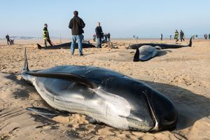 Une famille de baleines s'est échouée à Calais