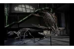  A gauche, l’allosaure, redoutable carnivore de 7 mètres de long. A droite, un reptileaquatique, le plésiosaure. 