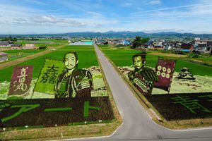 Quand les riziculteurs japonais transforment leurs cultures en oeuvres d'art