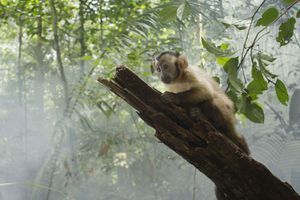Saï, le petit capucin d'"Amazonia" de Thierry Ragobert.